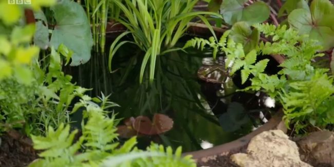 BBC Gardener’s World uses our pond colour when showing viewers how to make a pond