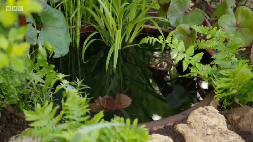 Pond colour makes a pond look fabulous BBC Gardener’s World uses our pond colour when showing viewers how to make a pond