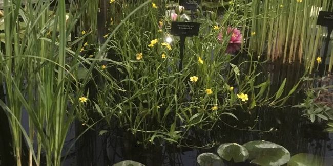 Award winning water garden design from Waterside