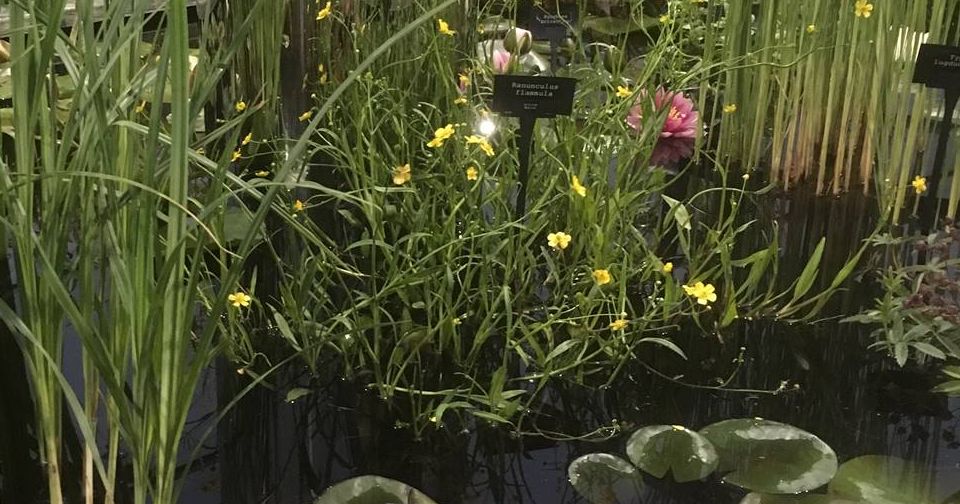 water-garden-design Award winning water garden design from Waterside