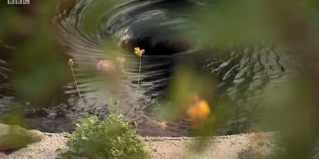 Dyofix Pond Blacj pond dye for garden water features used to fantastic effect!