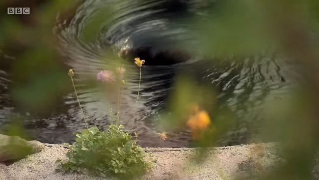 eden-project Dyofix Pond Blacj pond dye for garden water features used to fantastic effect!