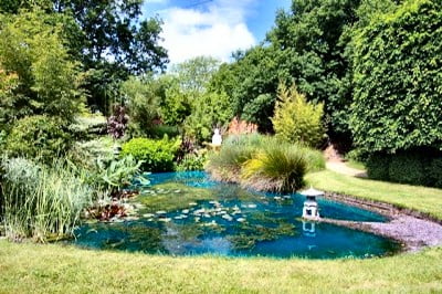 A large garden pond treated with SGP Blue