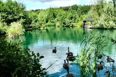 A large pond treated with Dyofix SGP; A blue pond dye