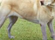 Pond dye is safe for animals and the blue fades, eventually!
