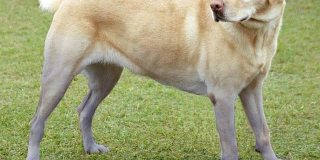 A distinctly blue-legged Labrador dog but he is in no danger! Pond dye is safe for animals and the blue fades, eventually!