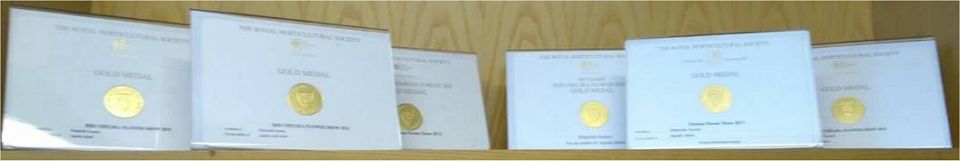 six golds in a row for water garden design at Chelsea Flower Show