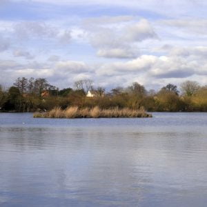 A natural look lake dye controls algae and makes fish feel safer