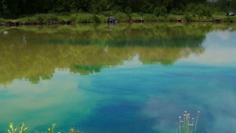 A lake being treated with Dyofix Pond Blue dye for lakes