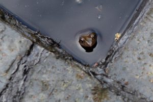 A frog is safe bathing in pond water treated with Dyofix black pond dye