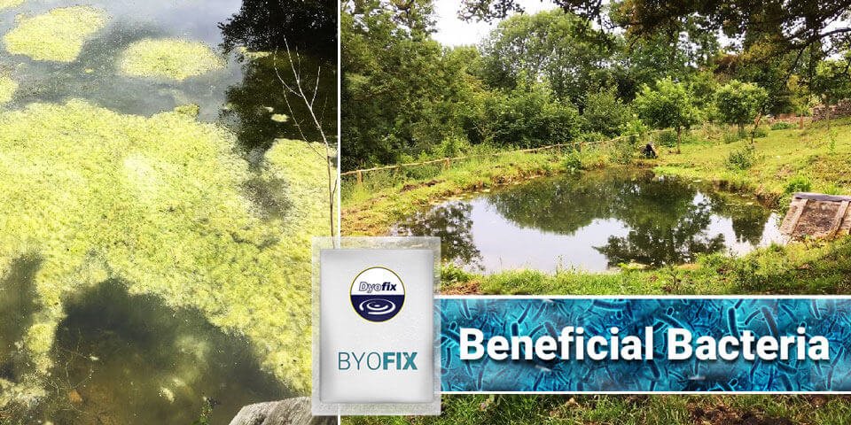 byofix beneficial bacteria before after byofix beneficial bacteria before after