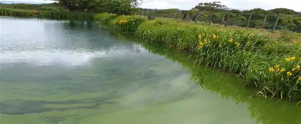 Fishing lake covered with ugly algae
