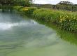 Fishing lake covered with ugly algae