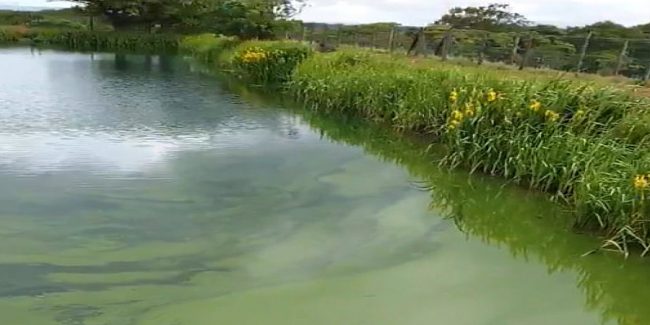Fishing lake covered with ugly algae