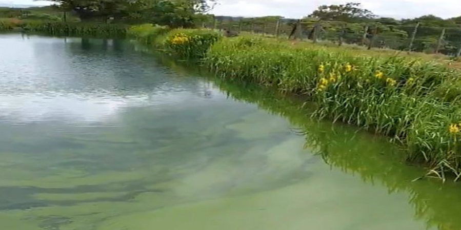 Fishing lake covered with ugly algae