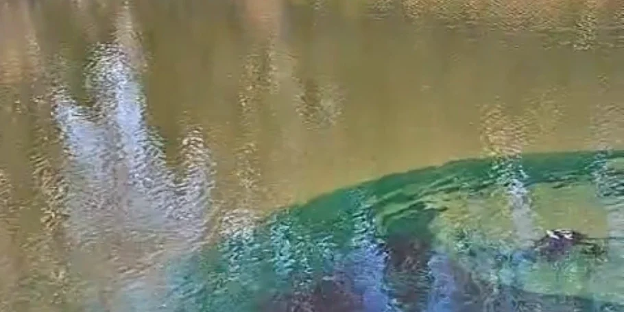 pond blue sachet video