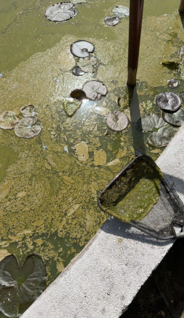Pond Transformation: From Algae-Covered Water to Crystal Clear Results with Dyofix